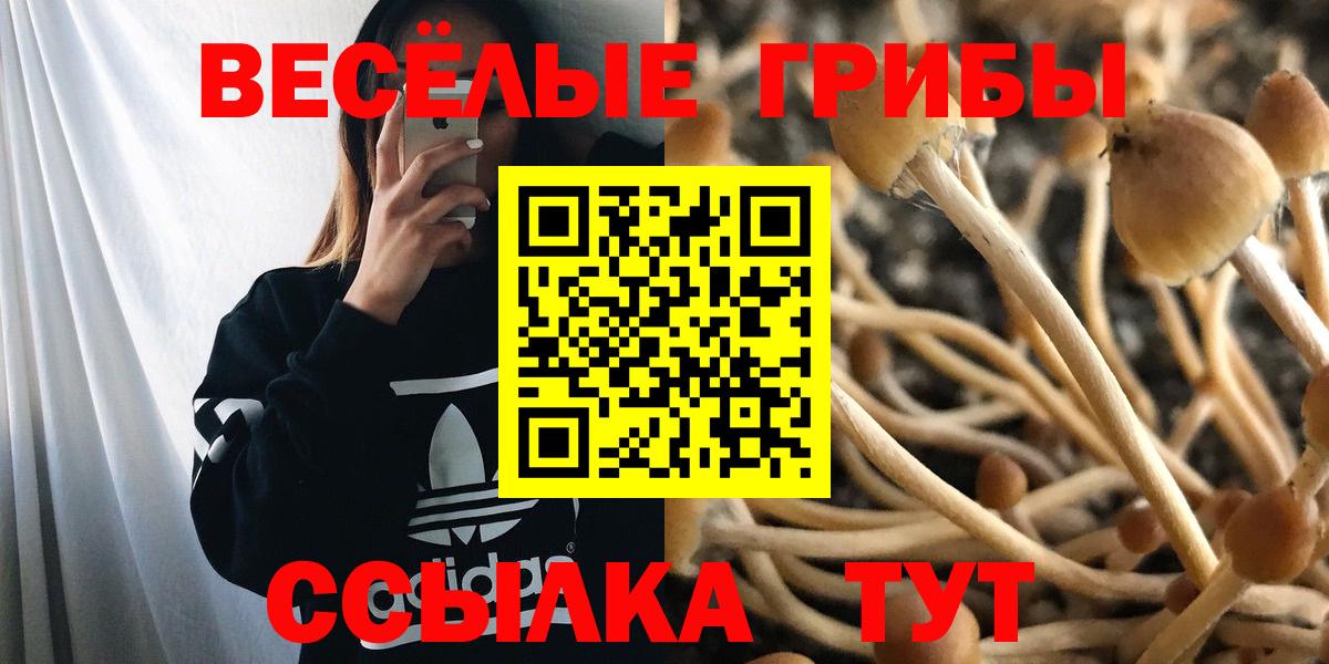 Галлюциногенные грибы Psilocybe  Вход с VPN  Дедовск 